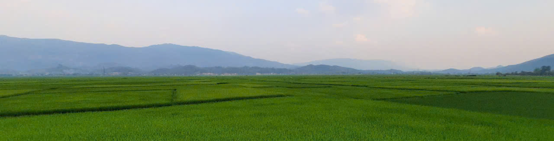 Gạo Séng Cù Tâm Thiện